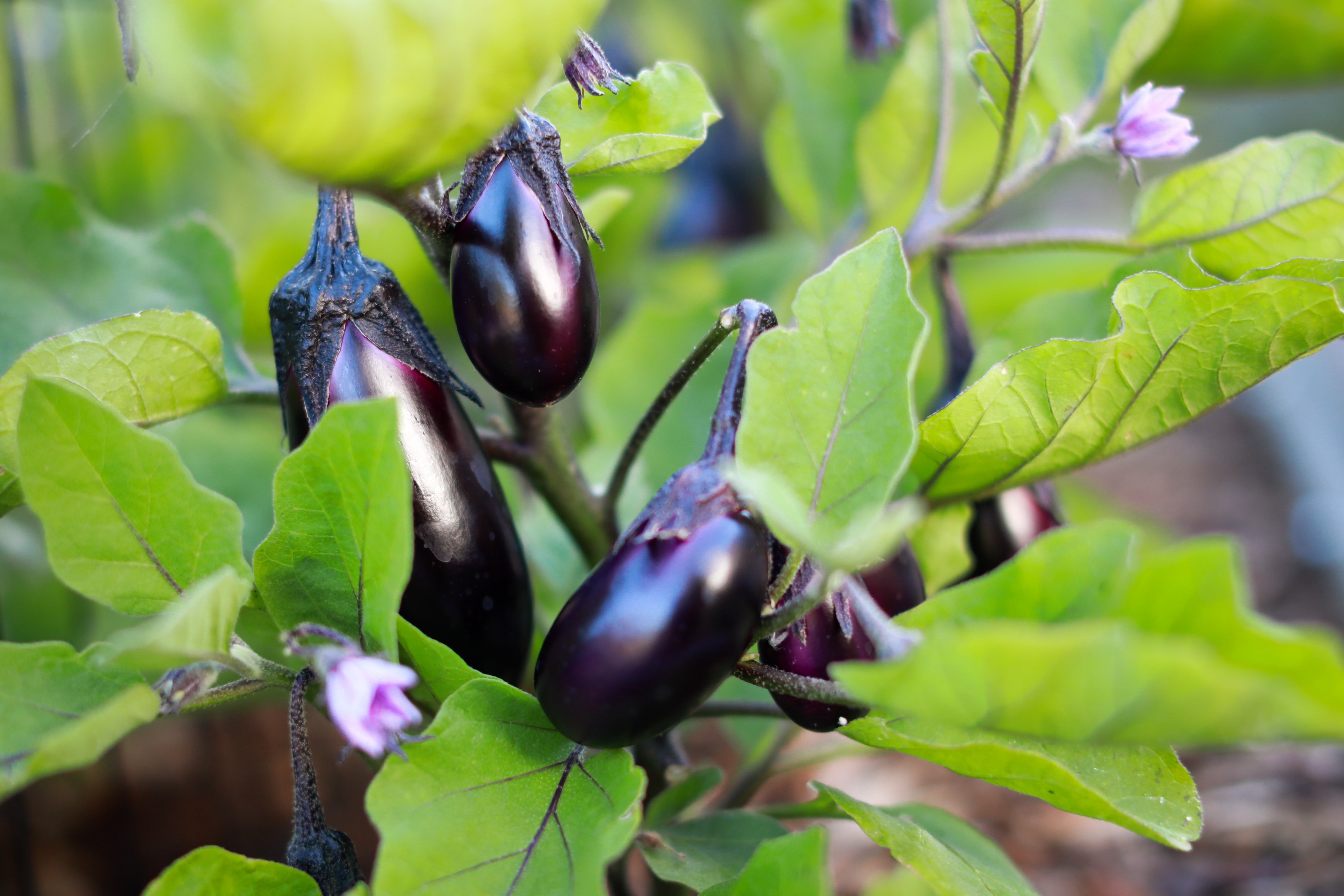 Brinjals growing on a plant 