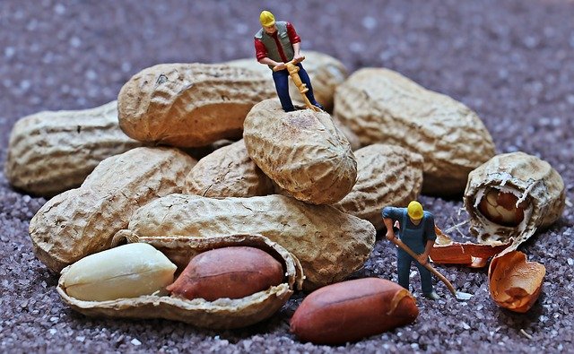 The peanut allergy