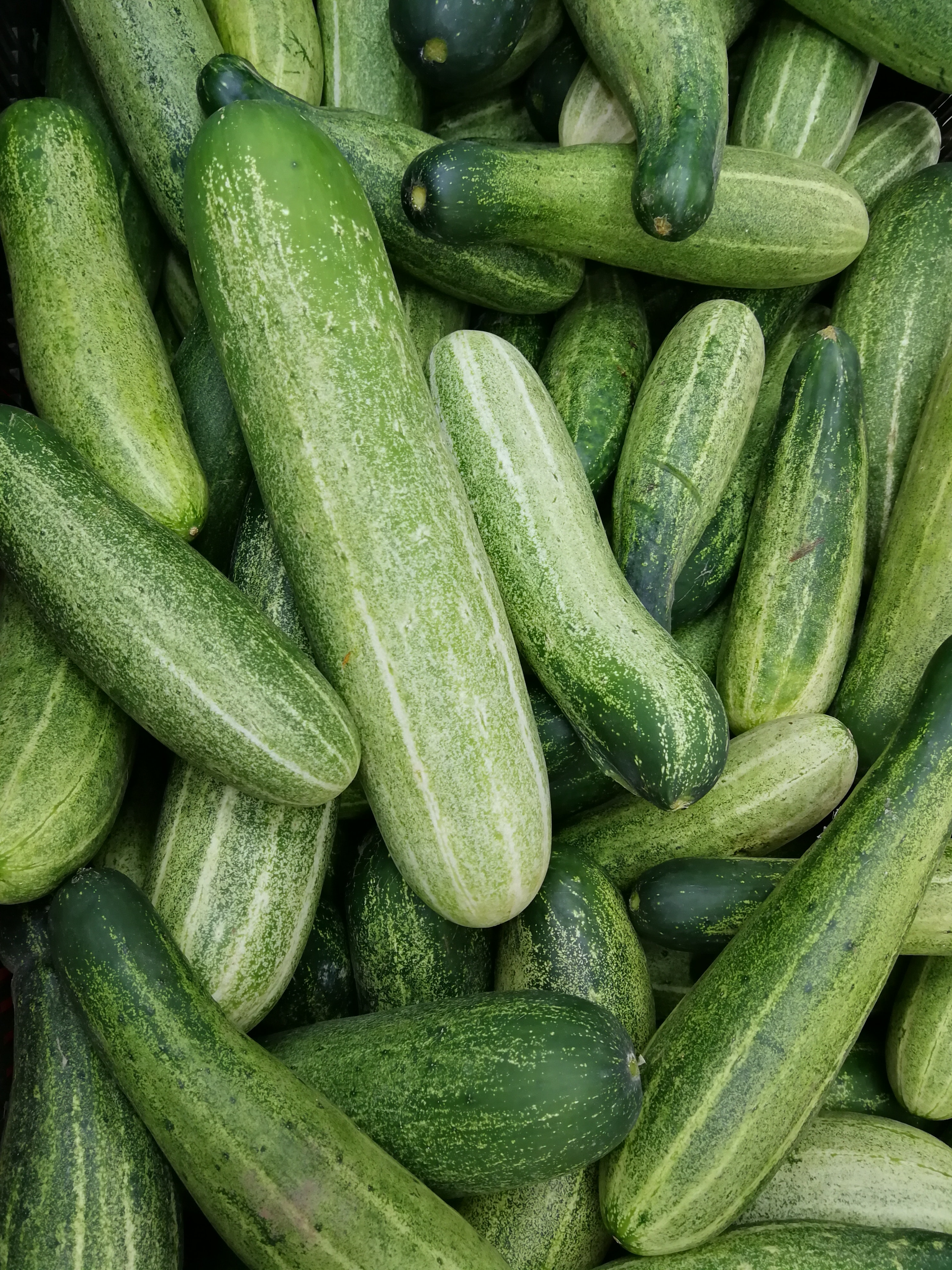 Lots of green cucumbers