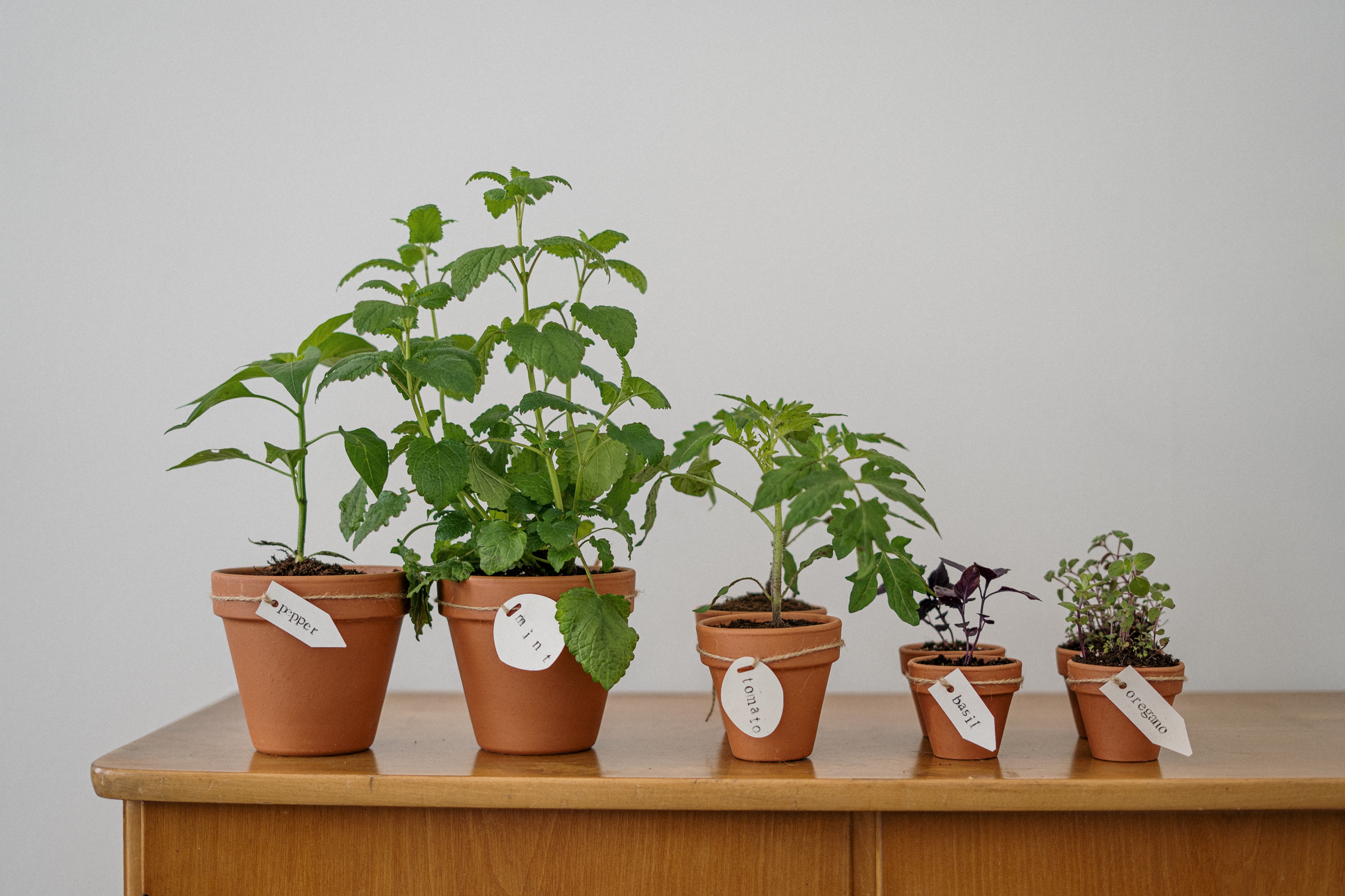 Various herbs pots on a table